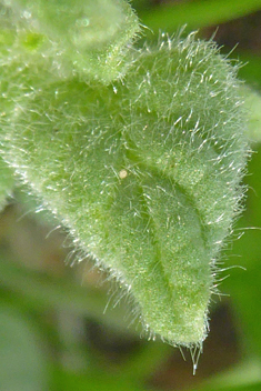 Hairy Heliotrope