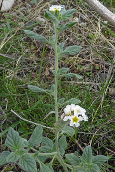 Hairy Heliotrope