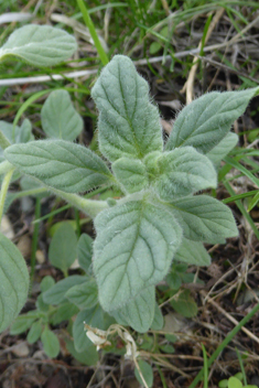 Hairy Heliotrope