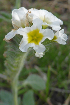 Hairy Heliotrope