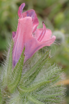 Purple Viper's-bugloss