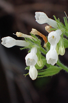 Anatolian Comfrey