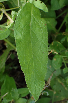 Anatolian Comfrey
