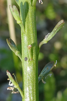 Spiny Pepperwort
