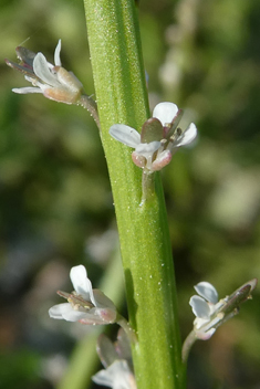 Spiny Pepperwort