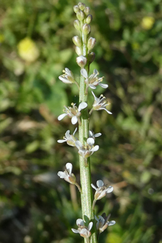 Spiny Pepperwort