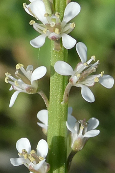 Spiny Pepperwort