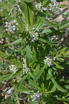 Spiny Pepperwort