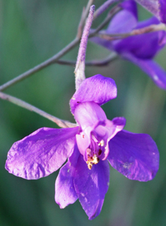 Forking Larkspur