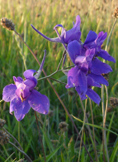 Forking Larkspur