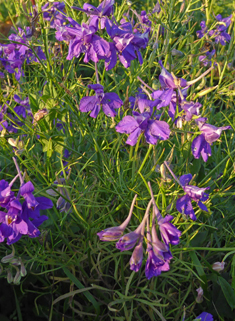 Forking Larkspur