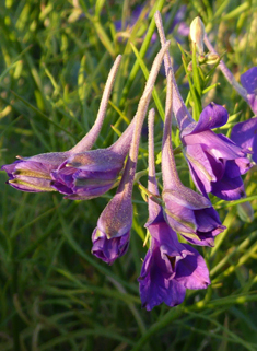 Forking Larkspur