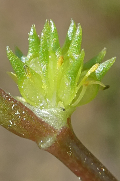 Side-flowered Buttercup