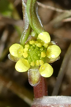 Side-flowered Buttercup