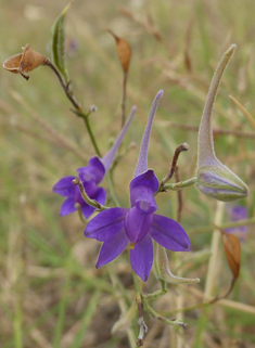 Forking Larkspur