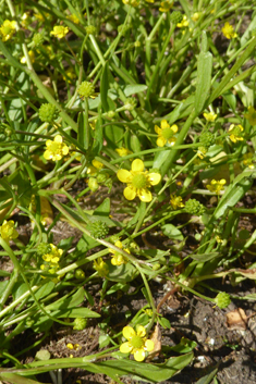 Adder's-tongue Spearwort