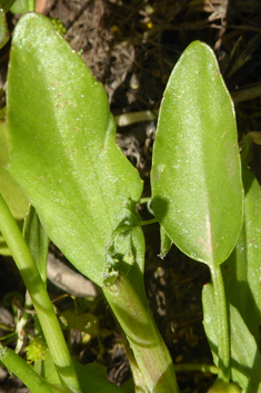 Adder's-tongue Spearwort