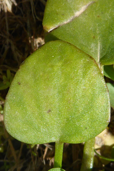 Adder's-tongue Spearwort