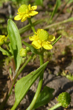 Adder's-tongue Spearwort