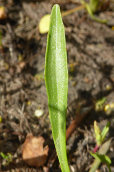 Adder's-tongue Spearwort