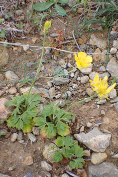 Mediterranean Buttercup