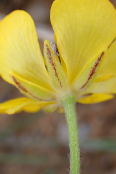 Mediterranean Buttercup