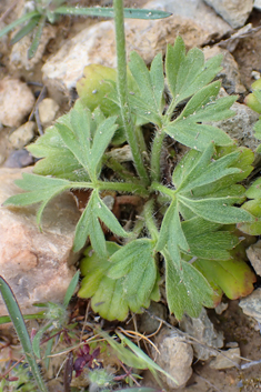 Mediterranean Buttercup