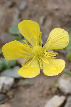 Mediterranean Buttercup
