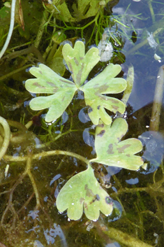 Brackish Water-crowfoot