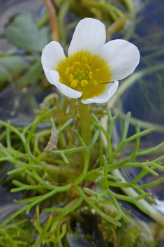 Brackish Water-crowfoot