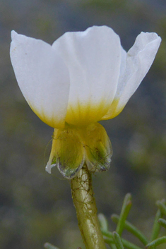 Brackish Water-crowfoot