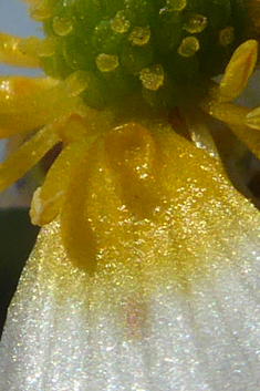 Brackish Water-crowfoot