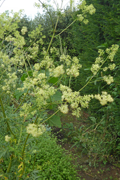 Shining Meadow-rue