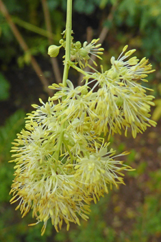 Shining Meadow-rue