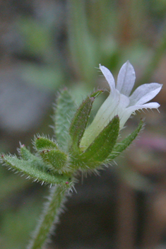 Fairy Bellflower