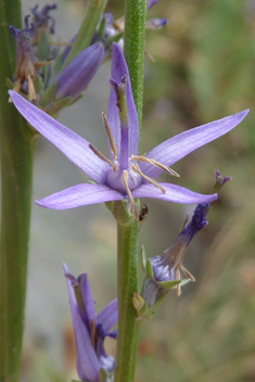 <i>Asyneuma limonifolium</i>