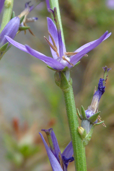 <i>Asyneuma limonifolium</i>