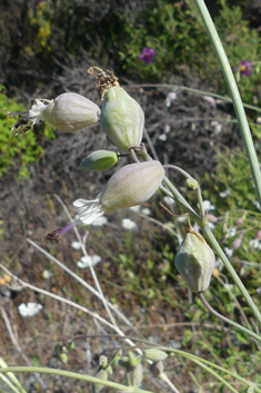 Bean Catchfly