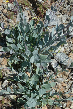 Bean Catchfly