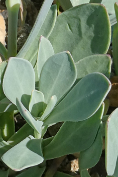 Bean Catchfly