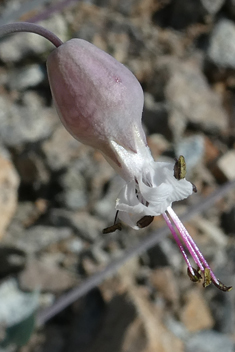 Bean Catchfly