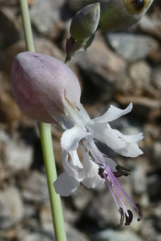 Bean Catchfly