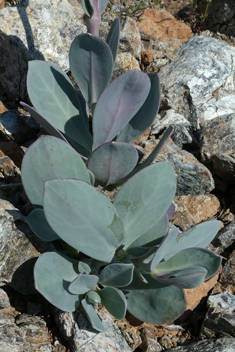 Bean Catchfly