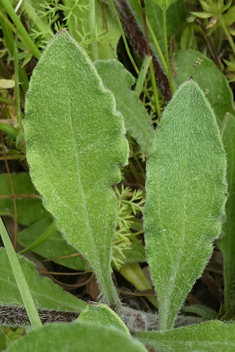 Forked Catchfly