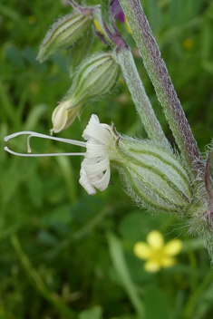 Forked Catchfly