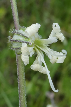 Forked Catchfly