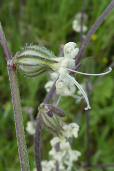 Forked Catchfly