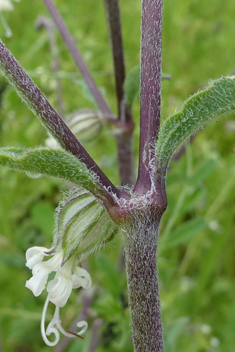 Forked Catchfly