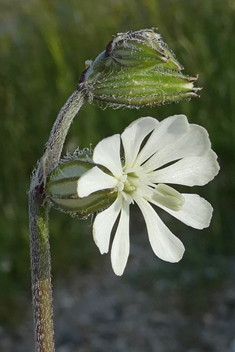 Forked Catchfly