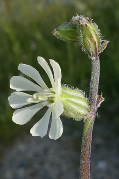 Forked Catchfly